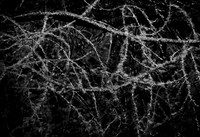 Network