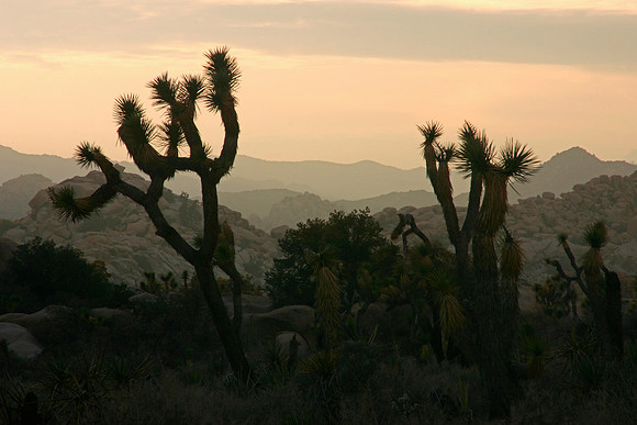 Joshua Tree Morning